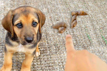 How To Get Dog Poop Stains Out Of Carpet? 5 Super Simple Steps